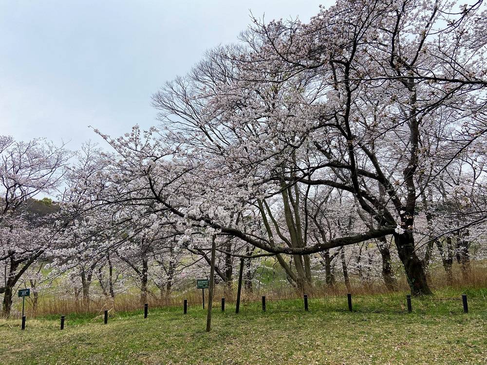 【桜ブログ】ほぼ満開の桜です。2024.4.6号の写真