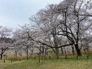 【桜ブログ】ほぼ満開の桜です。2024.4.6号