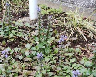 旭台バス停付近でアジュガが咲いています!