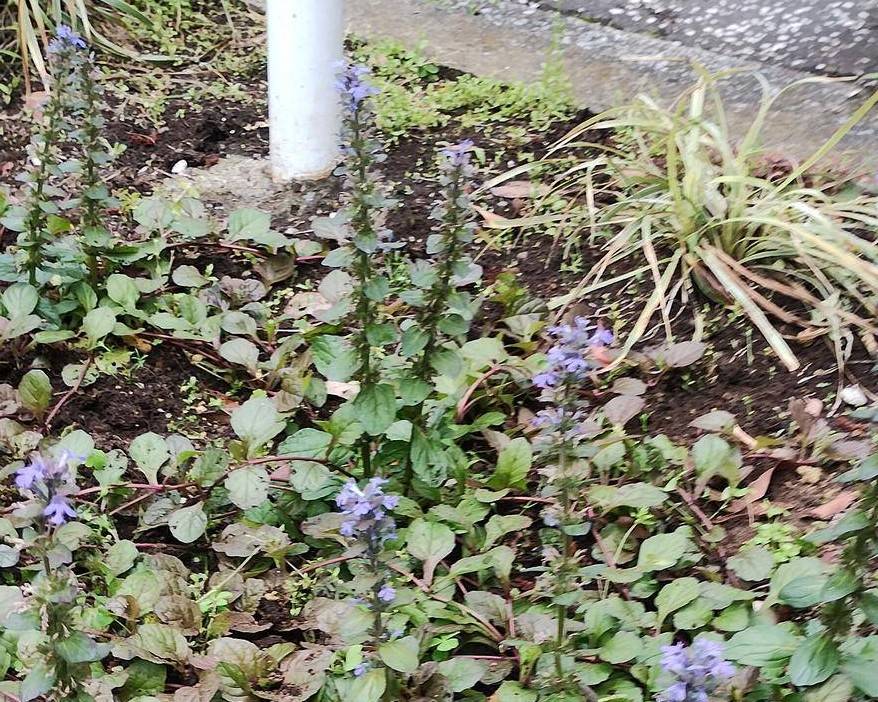 旭台バス停付近でアジュガが咲いています!の写真