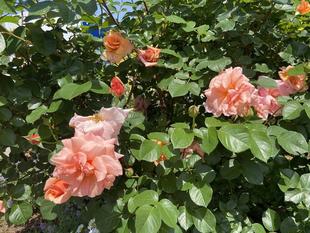 春バラが咲き始めています。