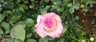 香りのバラ園でバラが咲き始めました!