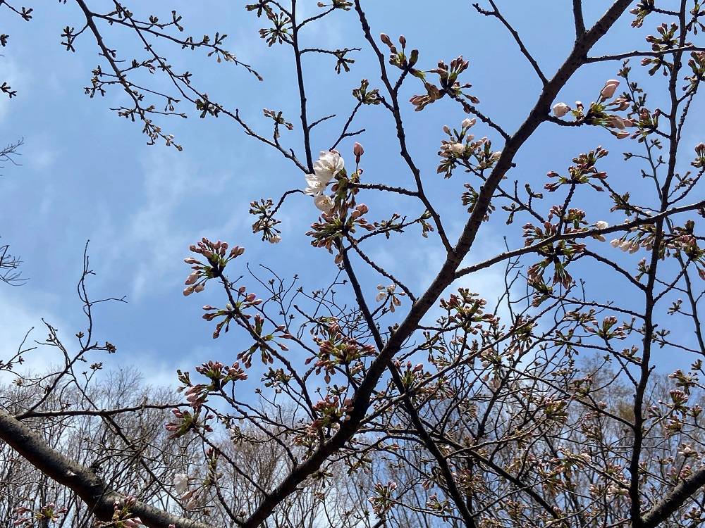 桜ブログ「根岸森林公園の桜が開花しました」2024.4.1号の写真