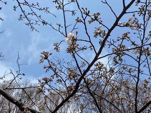 桜ブログ「根岸森林公園の桜が開花しました」2024.4.1号