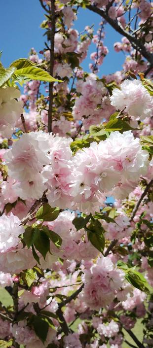 八重サクラが見ごろを迎えています。