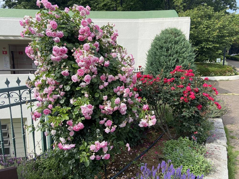 園内の花の写真