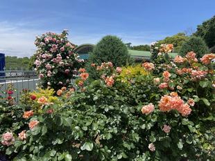 バラが満開を迎えています。