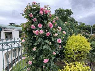 バラボランティアさんの活動