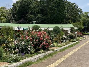 ６月の香りのバラ園