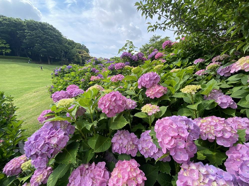 6月6日はアジサイの日の写真