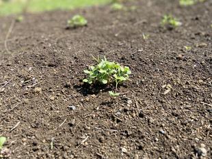 種だんごの様子（6/14）