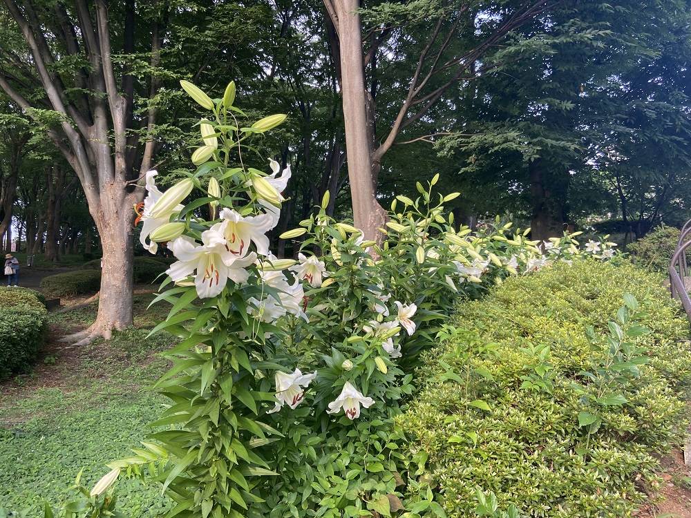 園内の花の写真
