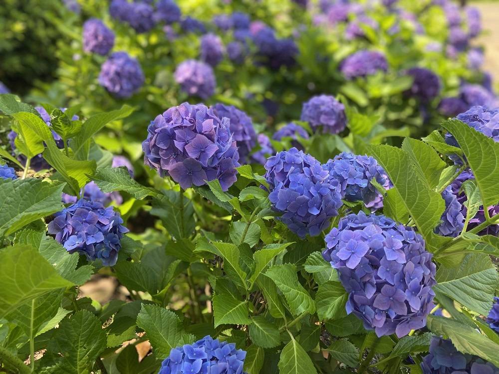 初夏を彩る花の写真
