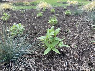 種ダンゴの様子（6/26）