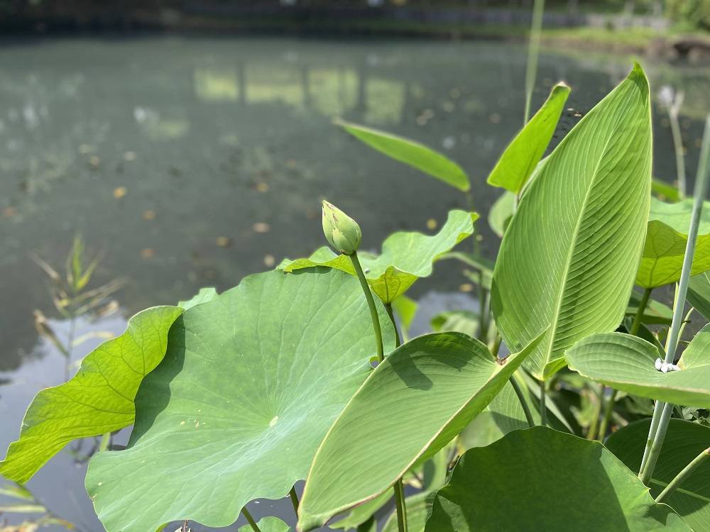 水辺の植物の写真
