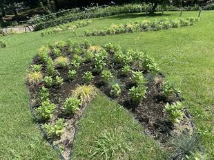 たねダンゴの様子(7.13）