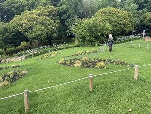 種ダンゴの様子（7/6）