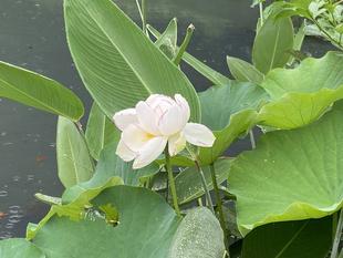 蓮の花が咲きました