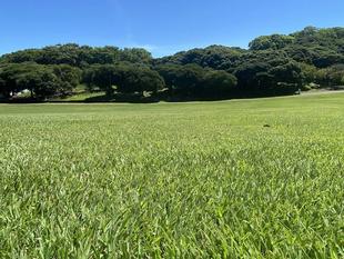 台風一過の芝生広場