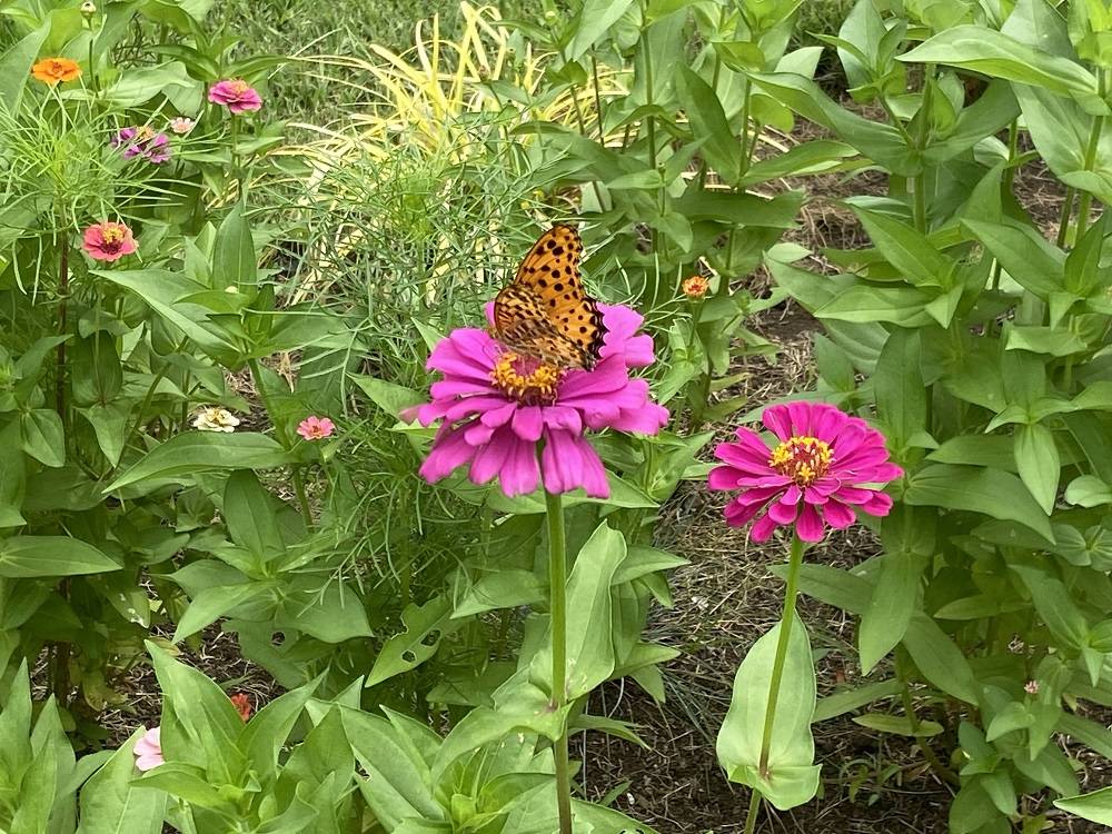 たねダンゴ花壇(8.3)の写真