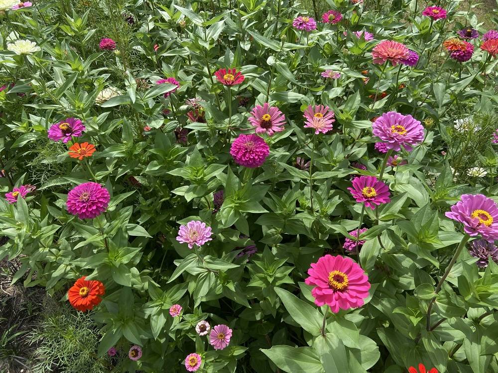 たねダンゴ花壇(8.29)の写真