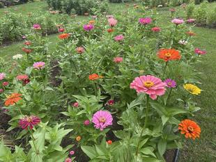 タネだんご花壇の様子