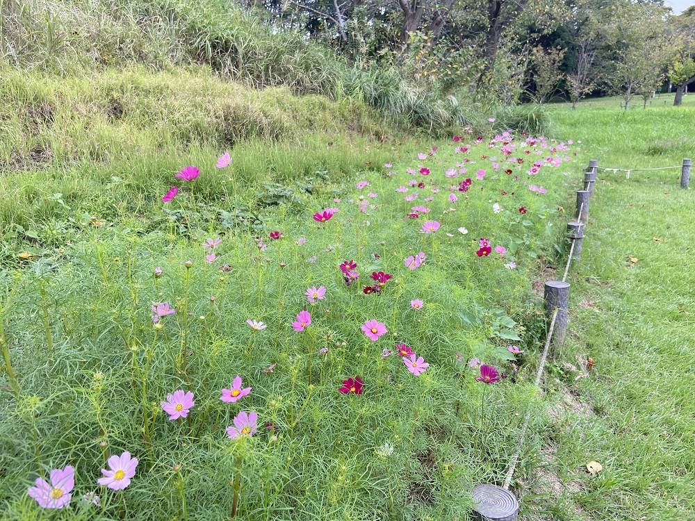コスモス畑9.30の写真
