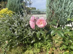 秋バラが咲いています。