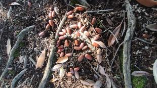 どんぐりいっぱい!!