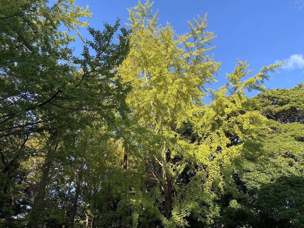 さわやかな土曜日の写真