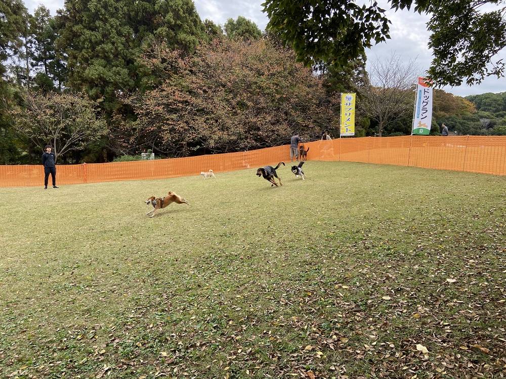 ドッグランがにぎやかです。の写真