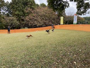 ドッグランがにぎやかです。