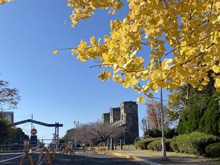 イチョウの黄葉