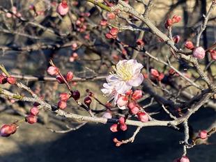 梅の開花情報(1.21)