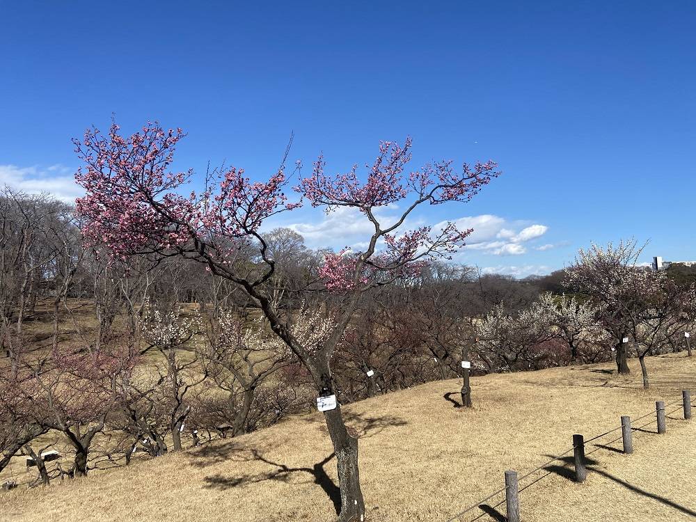 梅林の様子2.06の写真