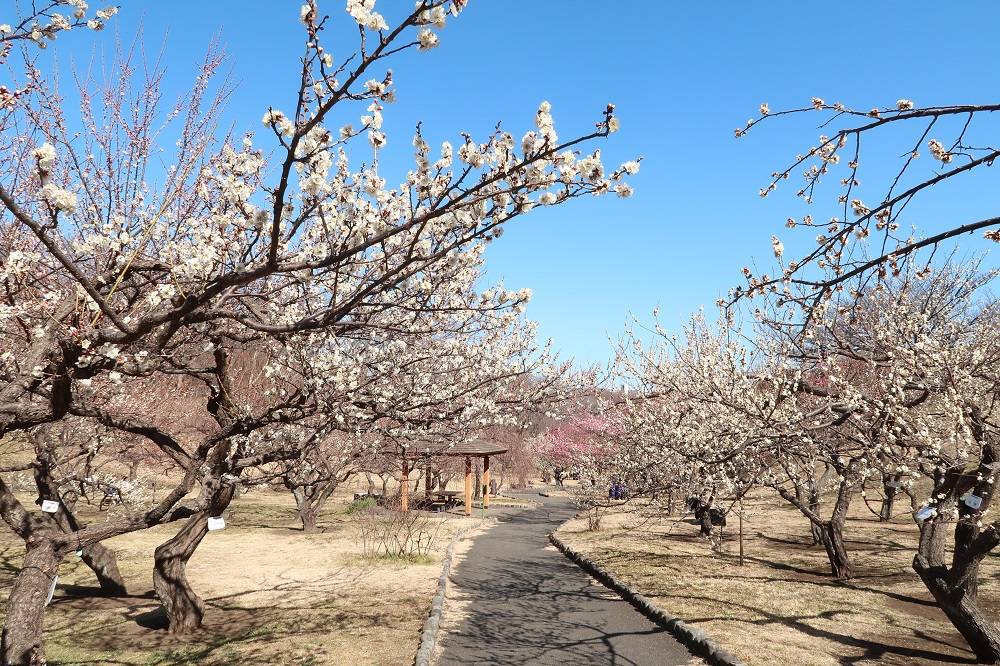 梅林は現在6~7分咲です!!(2月17日)の写真