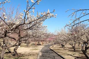 梅林は現在6～7分咲です！！（2月17日）