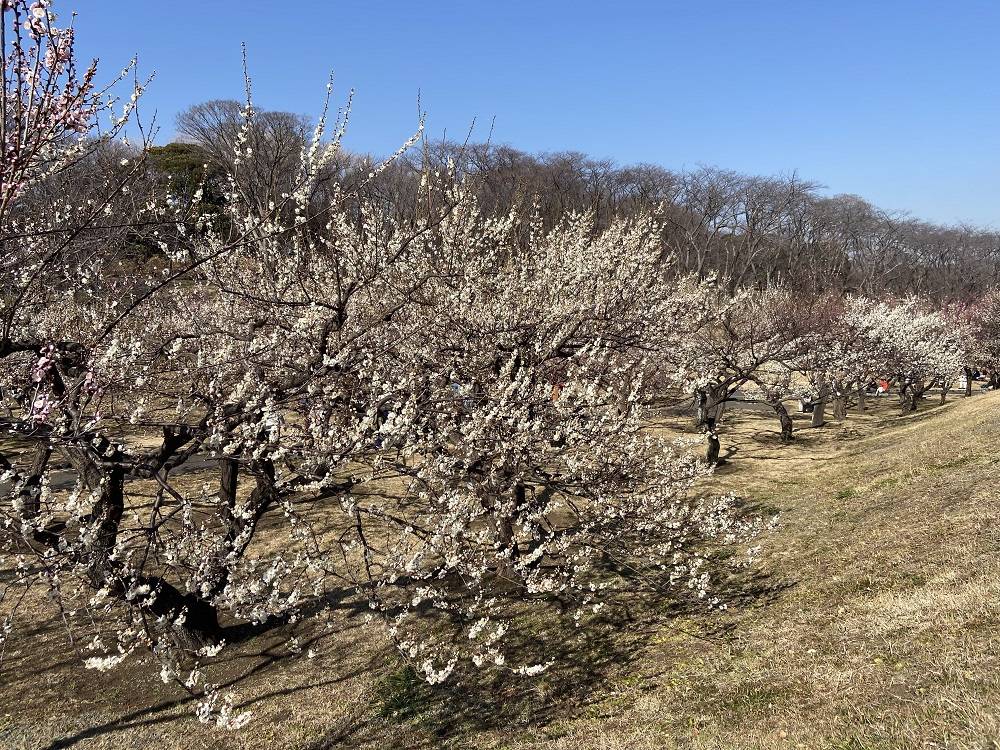 梅林の様子2.28の写真