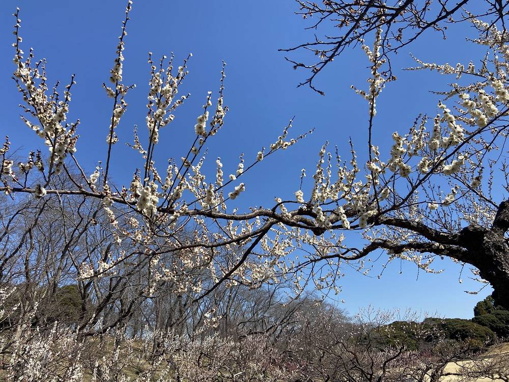 梅林の様子3.10の写真