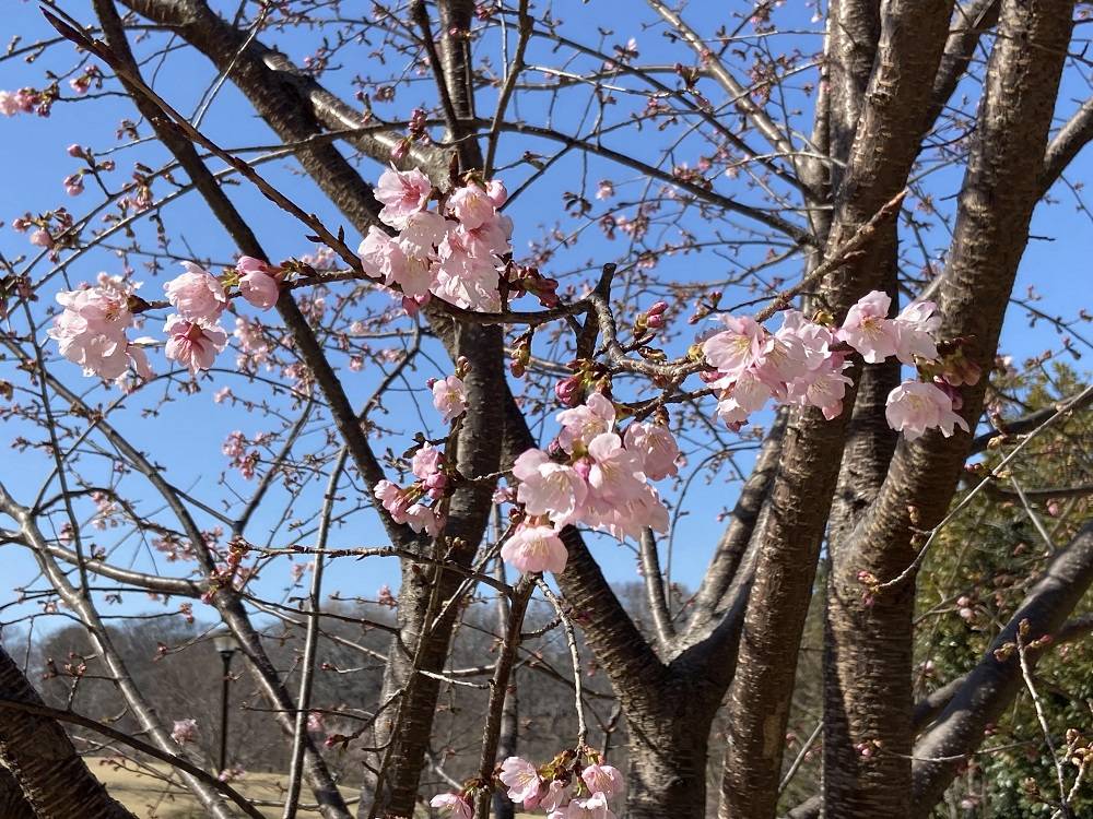桜ブログ「根岸森林公園桜の開花状況」3.07号の写真