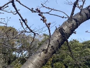 桜ブログ「根岸森林公園桜の開花状況」3.19号