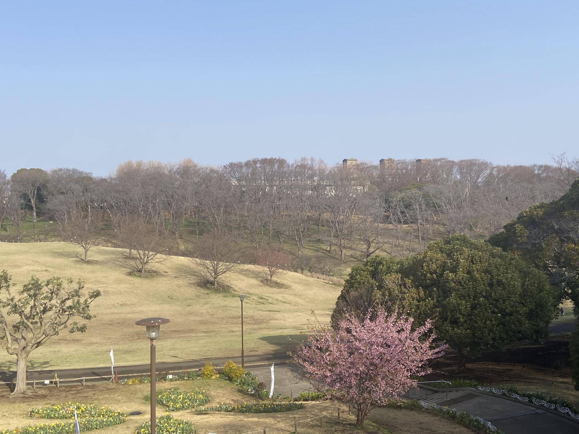 桜ブログ「根岸森林公園桜の開花状況」3.24号の写真