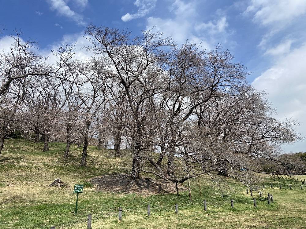 桜ブログ「根岸森林公園桜の開花状況」3.28号の写真