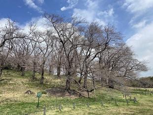 桜ブログ「根岸森林公園桜の開花状況」3.28号