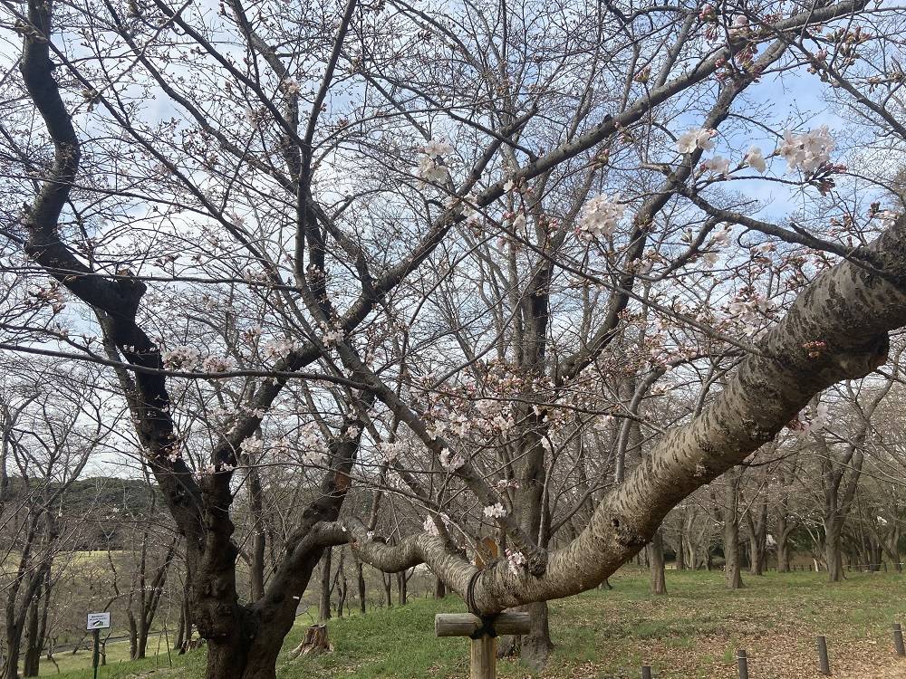 桜ブログ「根岸森林公園桜の開花状況」3.27号の写真