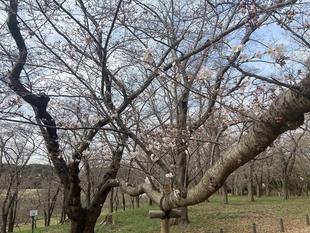 桜ブログ「根岸森林公園桜の開花状況」3.27号