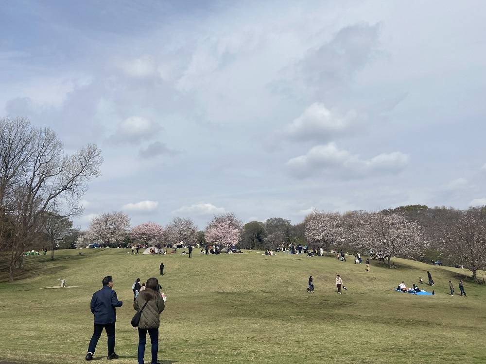 桜ブログ「根岸森林公園桜の開花状況」3.30号の写真