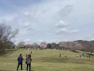 桜ブログ「根岸森林公園桜の開花状況」3.30号
