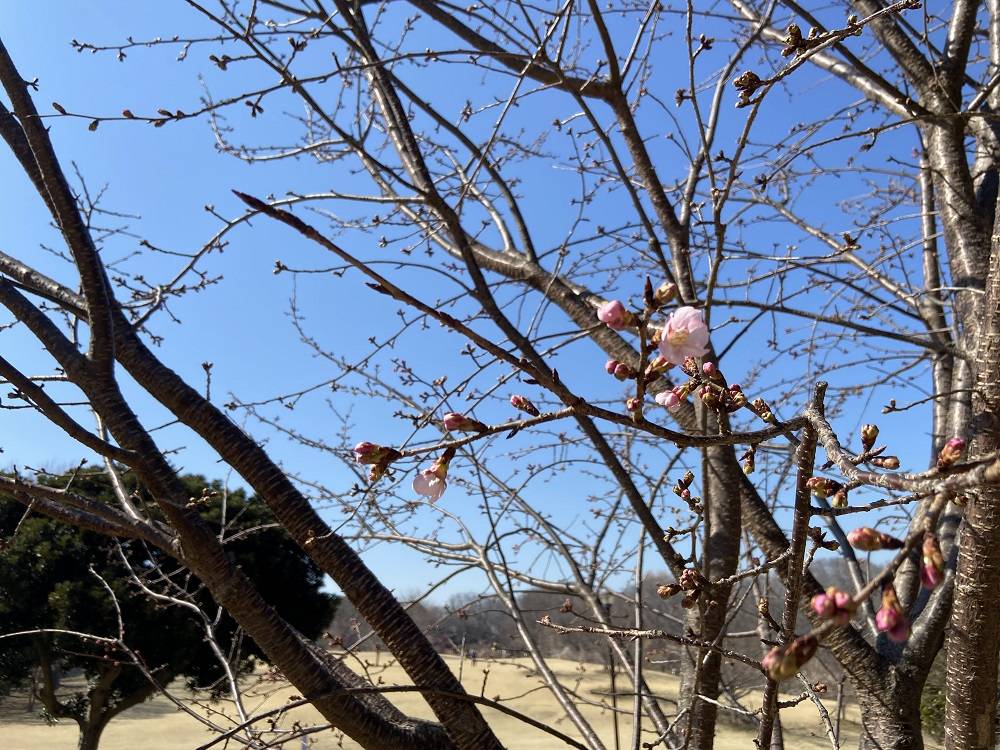 桜ブログ「根岸森林公園桜の開花状況」 2025.3.3号の写真