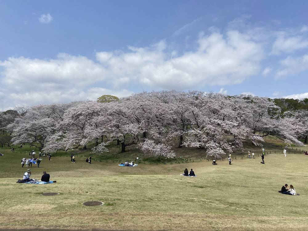 桜ブログ「根岸森林公園桜の開花状況」4.7号の写真